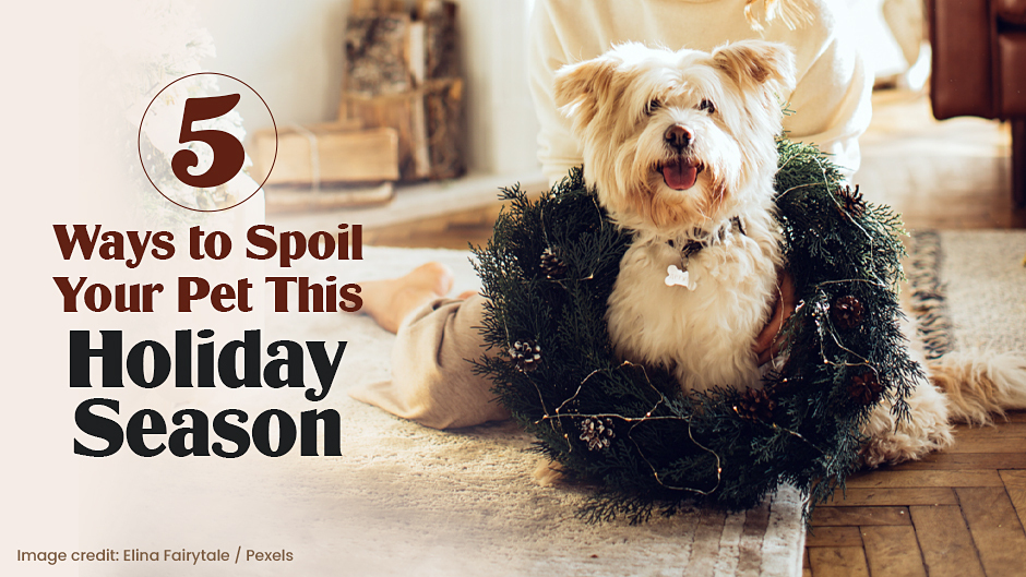 5 Ways to Spoil Your Pet This Holiday Season