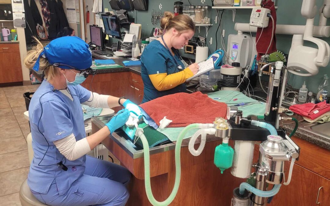 What is a “Dental” and why are the prices so different from one veterinary hospital to another?