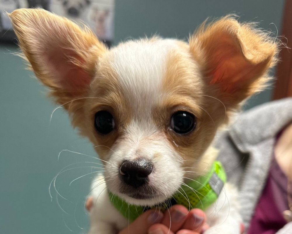 cute-dog-with-veterinary dog-hold-in-hands
