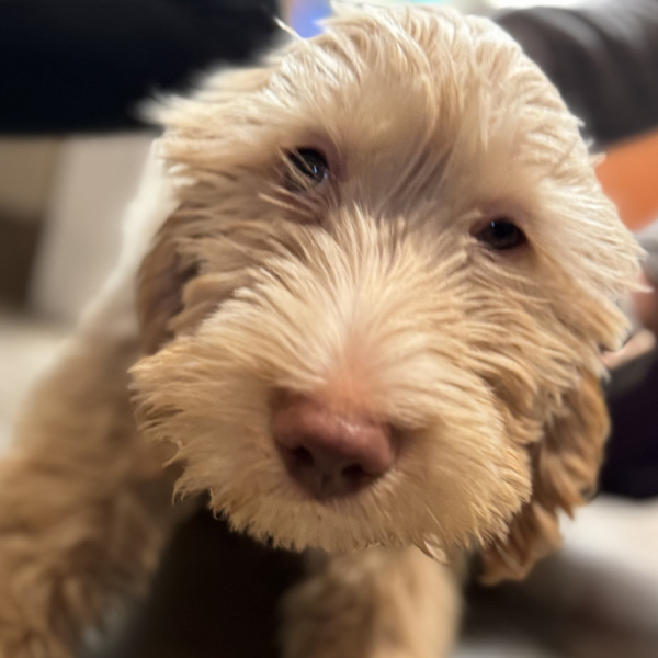 cute-dog-with-veterinary
